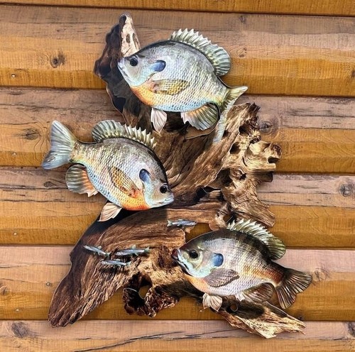 Bluegill replica driftwood - bluegill,